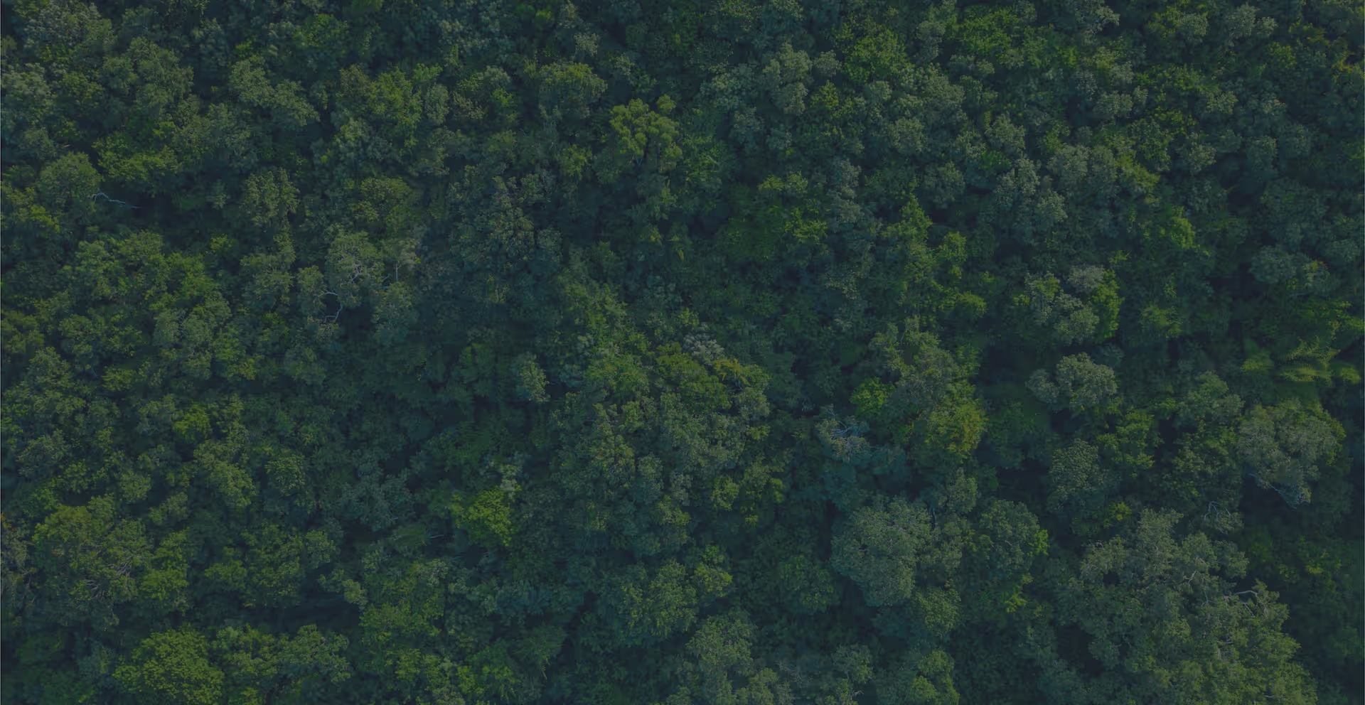 Aerial view of a green, forested landscape