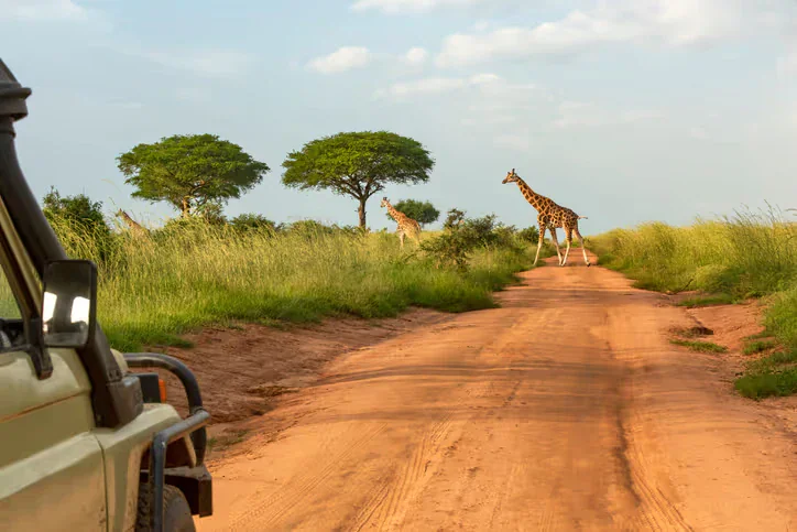 Safari tour operators